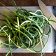 Roughly half the garlic scapes from my garden